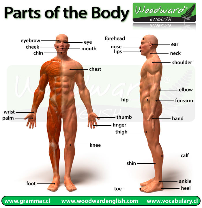 Parts Of Body Chart In English