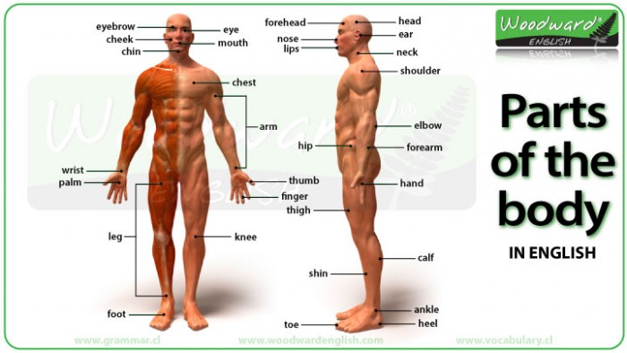 Parts of the Body in English - Vocabulary Chart