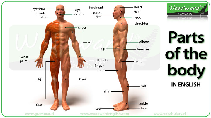 Parts of the Body in English Video