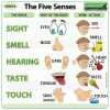 The five senses in English - sight, smell, hearing, taste, touch