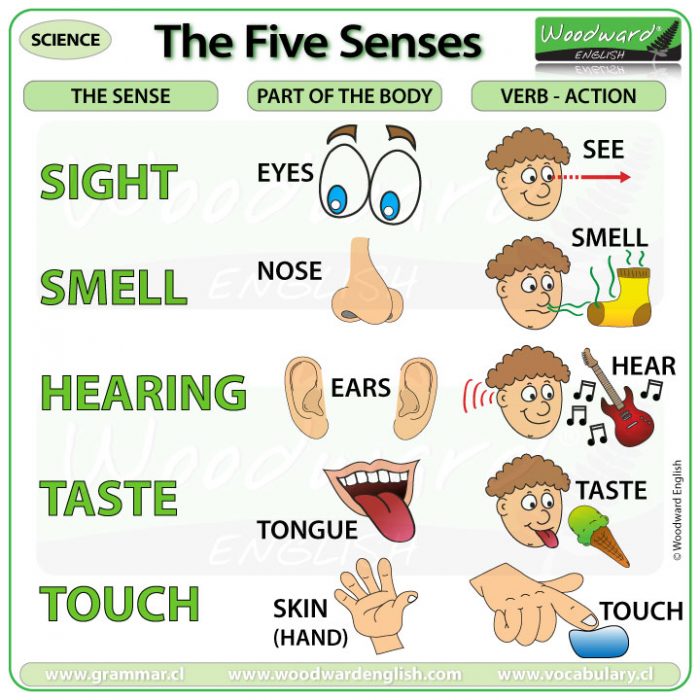 assignment of 5 senses