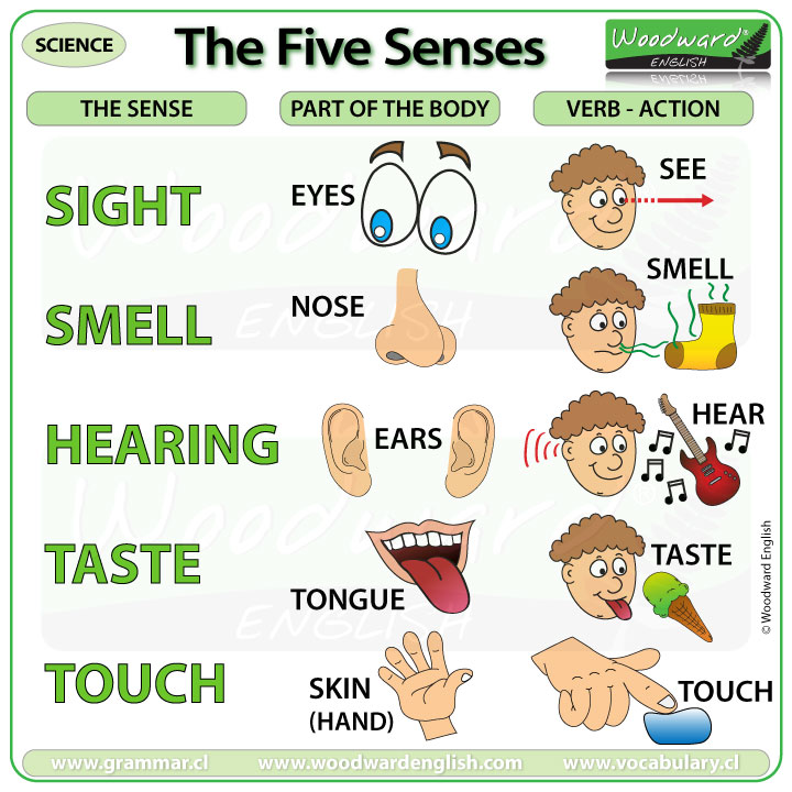 Sense Organs Chart