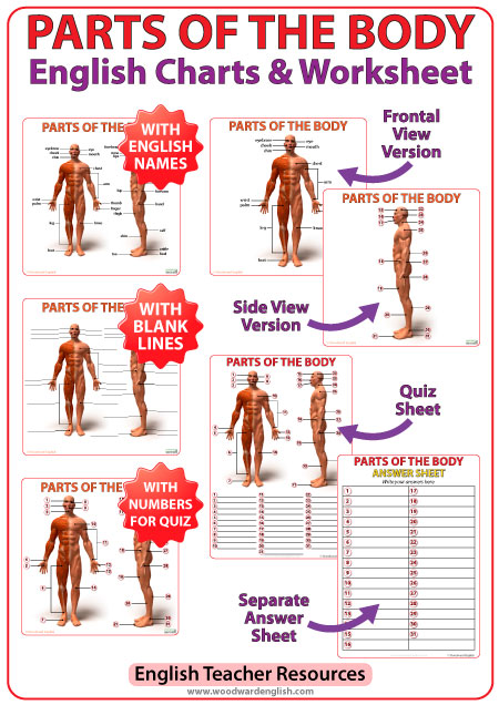 Parts of the body in English charts and worksheet for ESL students