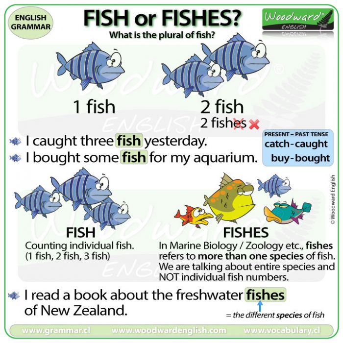 The plural of fish - Fish or Fishes?