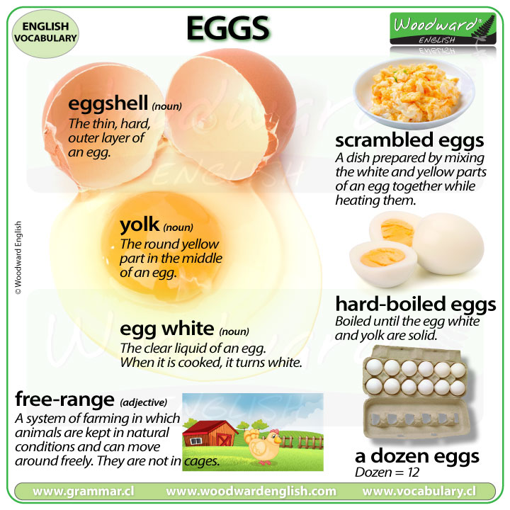 Egg Vocabulary – 7 words associated with eggs