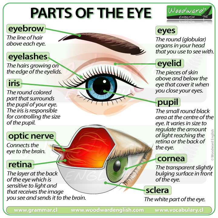 Eye Pupil Size Chart