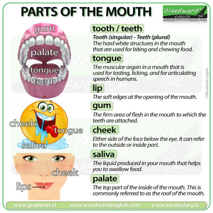 Parts of the mouth in English - Vocabulary