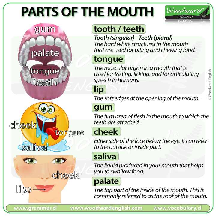 Parts of the mouth in English - Vocabulary