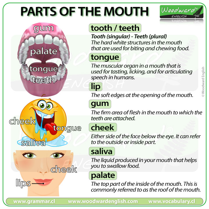 Parts of the Body