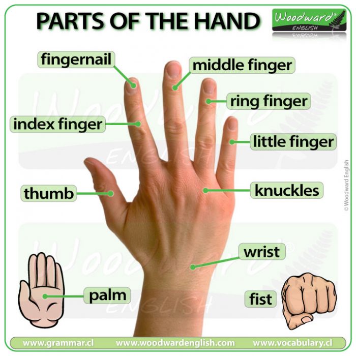 Parts of the Hand in English - ESOL Vocabulary