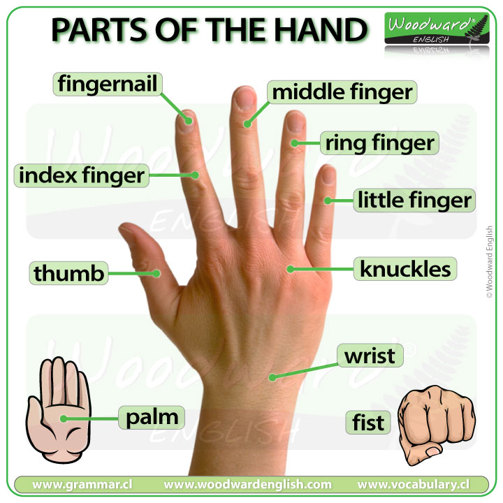 Parts of the Hand – English Vocabulary Woodward English