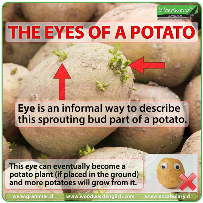 Potato eyes meaning. What are potato eyes? What are the eyes of a potato?