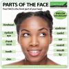 Parts of the Face English Vocabulary - Learn the names of the parts of the face in English with a picture.